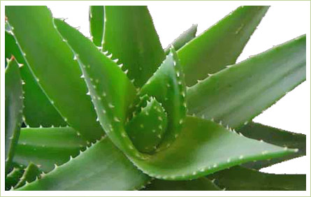 aloe-.jpg