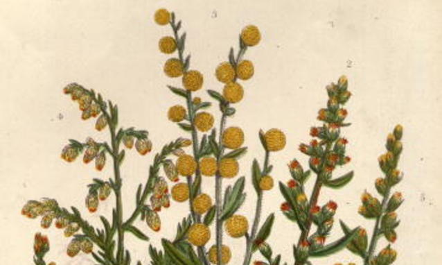 Artemisia