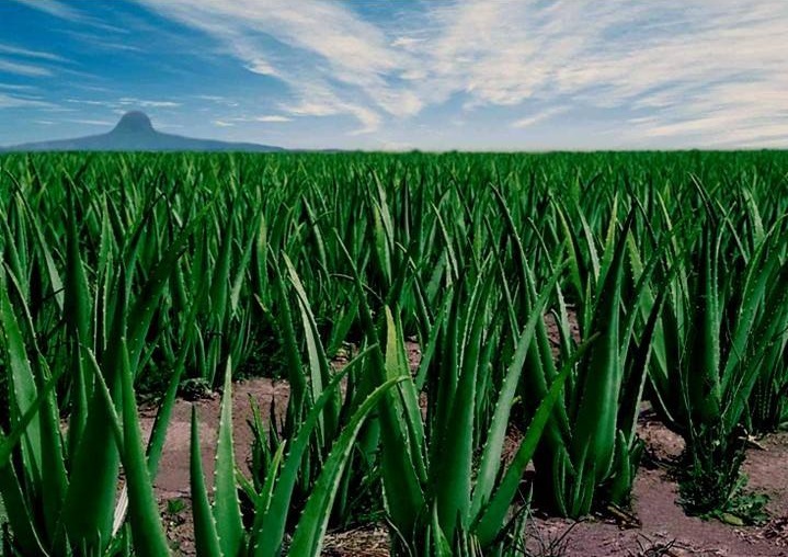 BENEFICI DELL'ALOE VERA