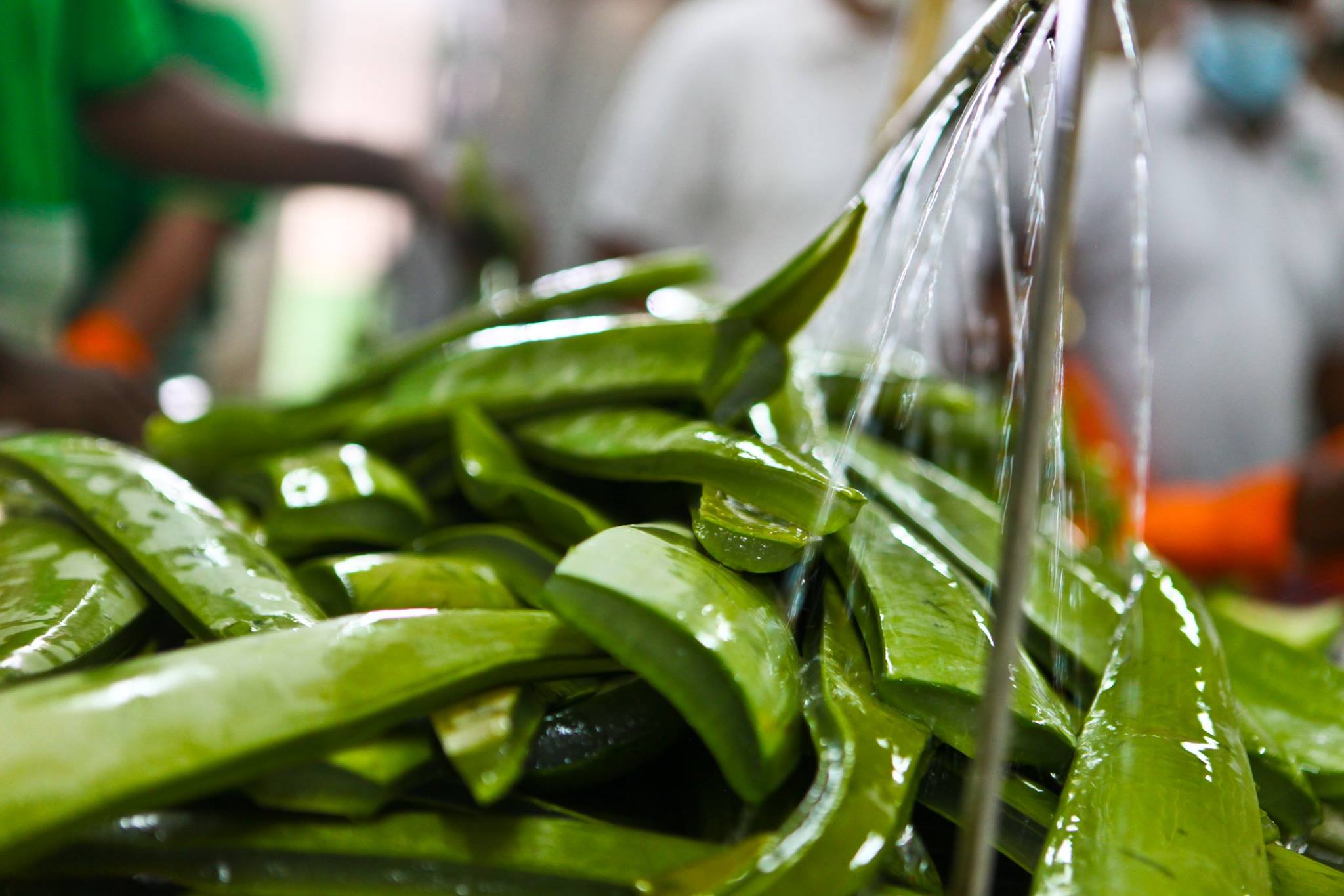 foglie di aloe vera gel.jpg