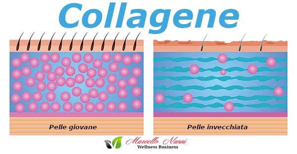 collagene-proprietà-e-dove-si-trova.jpg