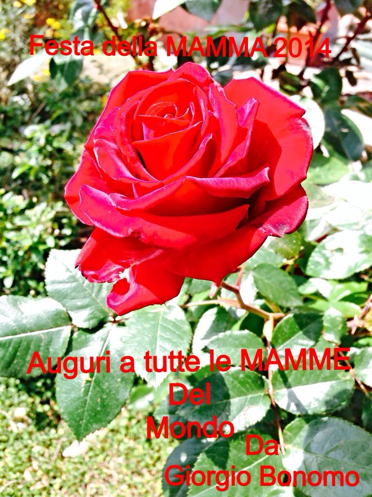 Auguri A Tutte Le Mamme Del Mondo Auguri Alla Mia Mamma