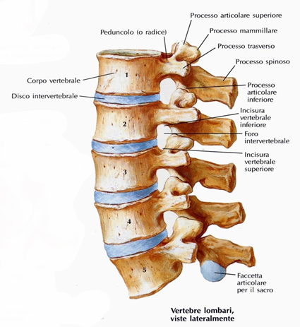 vertebre_in_successione.jpg