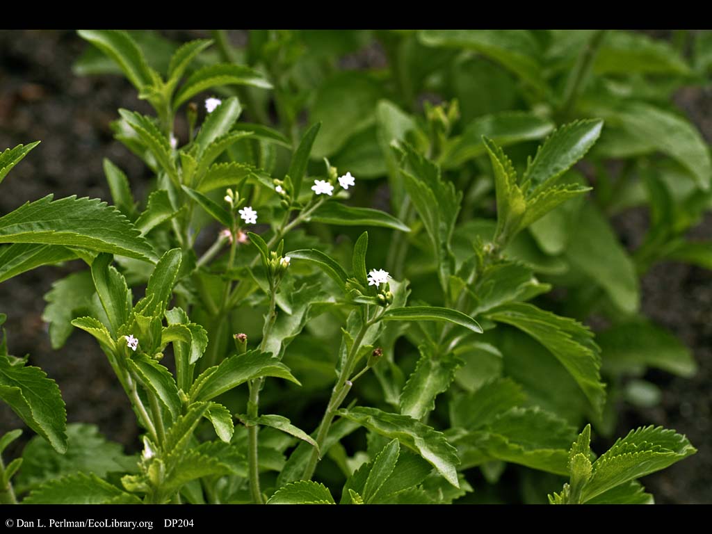 Растение заменитель сахара. Stevia rebaudiana. Стевия растение. Stevia rebaudiana Bertoni. Стевия Ребо.