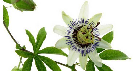 passiflora_proprieta_benefici.jpg